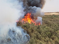 "Огненный" шар из Газы вызвал пожар в лесу Беэри