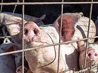 Румынский министр сравнил сжигание свиней с уничтожением евреев в Освенциме