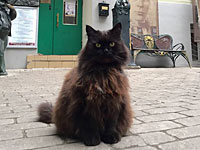 Из булгаковского музея в Москве похищен кот Бегемот