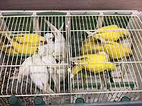  В аэропорту Бен-Гурион были "задержаны" 36 попугаев из Бельгии