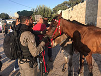 В Старом городе Иерусалима полицейские спасли лошадей и ослов от их хозяев  