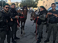 В Старом городе Иерусалима полицейские спасли лошадей и ослов от их хозяев 