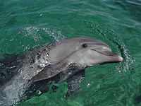 У побережья Ашдода замечена стая дельфинов