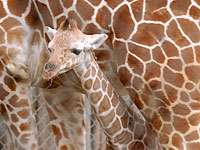 В зоопарке "Хай-Парк" появился новорожденный жираф