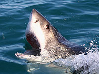 На восточном побережье США акула убила человека  