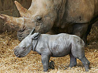 В сафари Рамат-Гана родился детеныш редкого белого носорога 