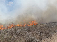 Пожар около кибуца Нир Ам, "огненный террор" продолжается