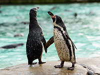 В датском зоопарке однополая пара пингвинов похитила детеныша у гетеросексуальных родителей. Видео