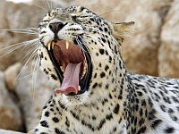 Новому персидскому леопарду в рамат-ганском "Сафари" выбрали имя из иранского списка