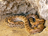 Необычный гость Стены Плача: из расщелины извлекли змею