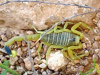 Желтый скорпион ужалил трехлетнего ребенка в Негеве