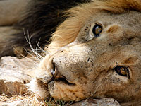 В Библейском зоопарке в выборах победила партия львов