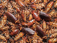 В посылке из Франции были обнаружены десятки живых насекомых 