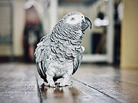 Африканский серый попугай 