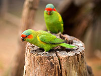 Ласточковые попугаи