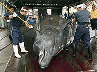 Япония возобновит китобойный промысел