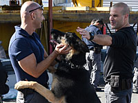 В Израиль из Чехии доставлены 28 служебных собак для нужд полиции