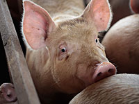 Израильская компания построит свиноферму в Белоруссии