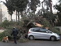 Сильные порывы ветра на севере Израиля привели к падению деревьев 
