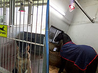 Полиция позаботилась об обогреве служебных лошадей и собак в Иерусалиме  