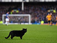 Черный кот прервал матч Премьер-лиги и был признан лучшим игроком "Эвертона"