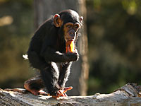 Из зоопарка Белфаста сбежали "умные шимпанзе", построившие лестницу 