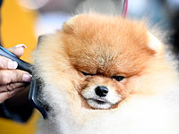 Самые обаятельные и привлекательные: конкурс собак в Нью-Йорке. Фоторепортаж
