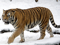В Приморье амурский тигр напал на человека