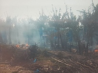 Петарды, брошенные вандалами, вызвали пожар на банановой плантации в Кфар-Галим
