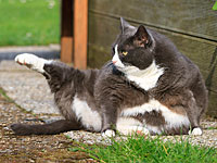 "Самая толстая и невезучая кошка Англии" нашла свое счастье 