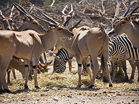 Антилопы в рамат-ганском парке "Сафари"