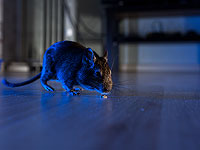   Ученые создали мышь, которая видит в темноте