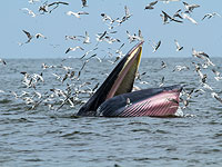   Около побережья Южной Африки кит попытался проглотить человека. ВИДЕО