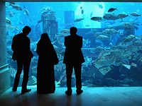 В Омане будет открыт крупнейший аквариум Ближнего Востока: трехэтажный