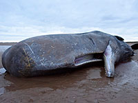 У побережья Филиппин найден труп кита-"рекордсмена": 40 кг пластика в желудке
