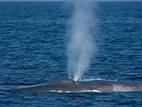 Около побережья Израиля замечен 16-метровый кит