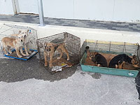 В арабской деревне Иблин спасены щенки, содержавшиеся в клетках  
