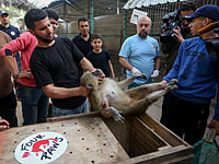 В секторе Газы закрылся последний зоопарк. В Иорданию вывезены 50 животных