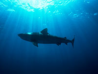 У пляжа Ахзив рыбак случайно поймал 2,5-метровую темную акулу