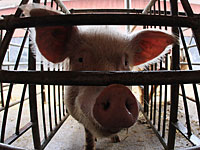 Ученые США возродили мозг свиньи через 4 часа после смерти