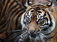 В штате Канзас тигр едва не убил сотрудницу зоопарка &#8211; на глазах посетителей