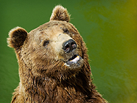 Медведь напал на людей в Ингушетии, двое пострадавших