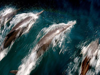 Обыкновенные дельфины (Delphinus delphis)
