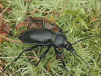Министерство экологии о нашествии жуков: жужелицы не представляют опасности