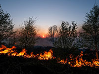 Лесные пожары в Великобритании: горит "лес Винни-Пуха"
