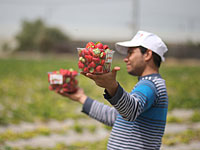 Евросоюз выделил 3,7 миллиона евро для помощи фермерам сектора Газы