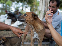 В Таиланде собака спасла заживо похороненного младенца