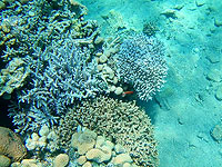 Израиль, Саудовская Аравия, Судан, Египет и Иордания будут сотрудничать в вопросе спасения кораллов Красного моря