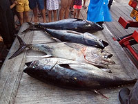 В порт Яффо доставили выловленных голубых тунцов весом в сотни килограммов