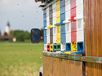 ДТП в Монтане: на свободе оказались 133 миллиона пчел  